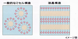 白髪染め・仙台市・ヘアカラー　構造の模式図